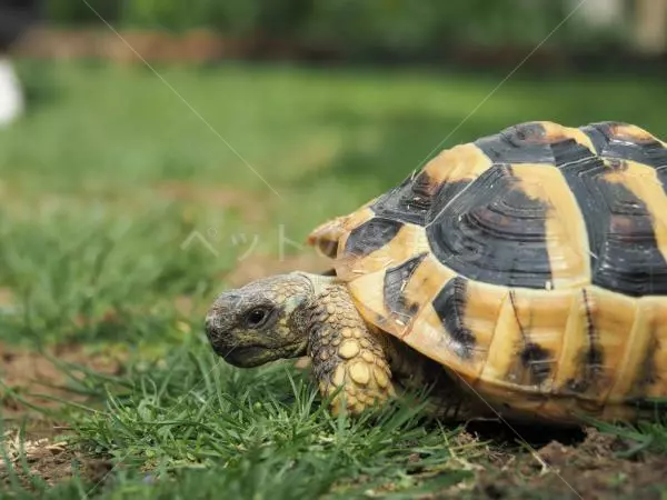 迷子ペットの画像