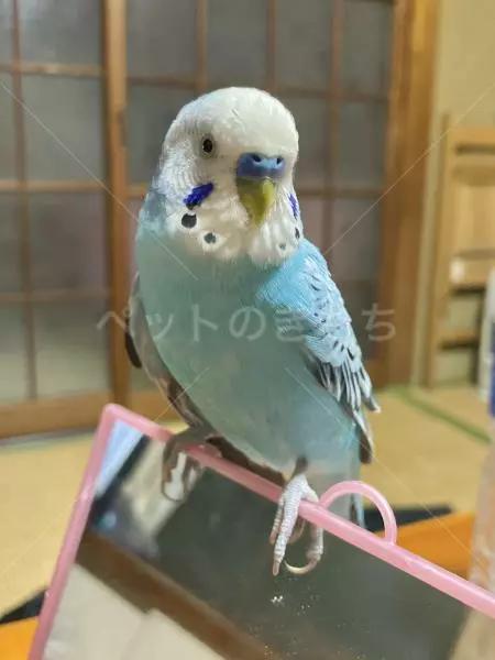 迷子鳥の画像