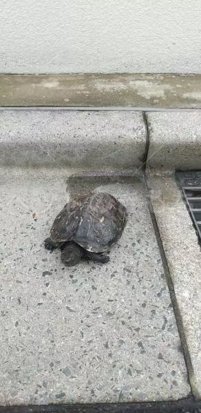 迷子ペットの画像