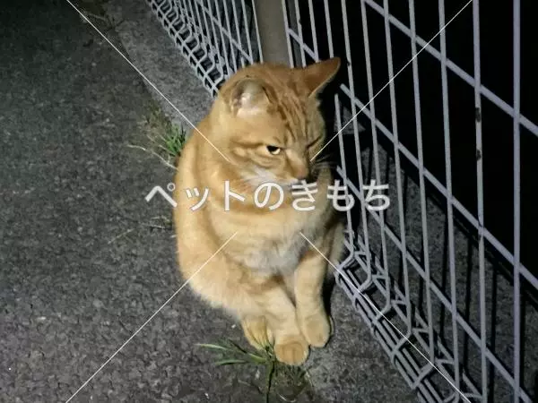 コメント投稿の画像