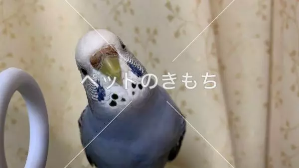 コメント投稿の画像