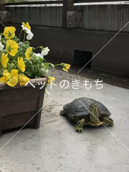 迷子ペットの画像