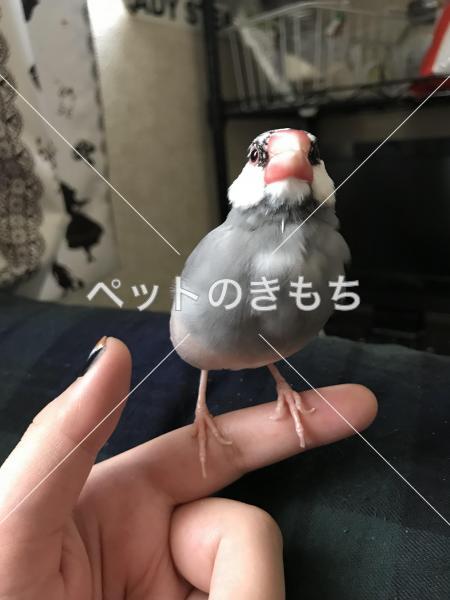 迷子鳥の画像