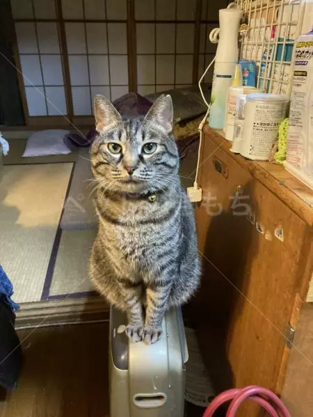 迷子猫の画像
