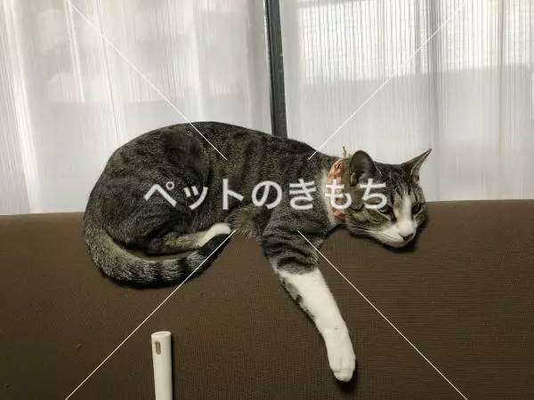 迷子猫の画像