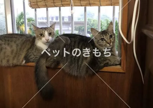 迷子猫の画像