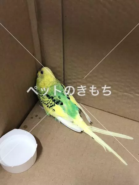 保護鳥の画像