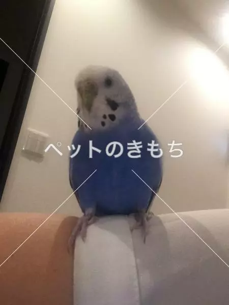 保護鳥の画像