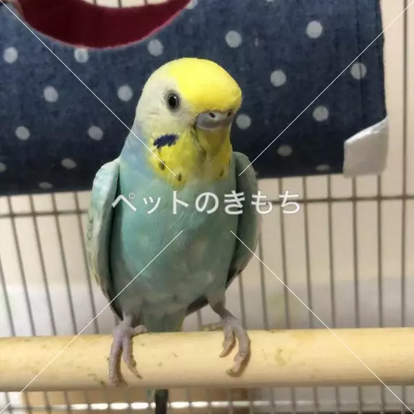 迷子鳥の画像
