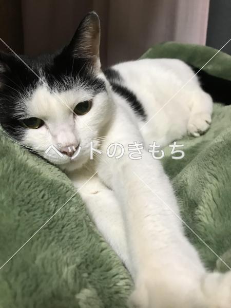 迷い猫の写真