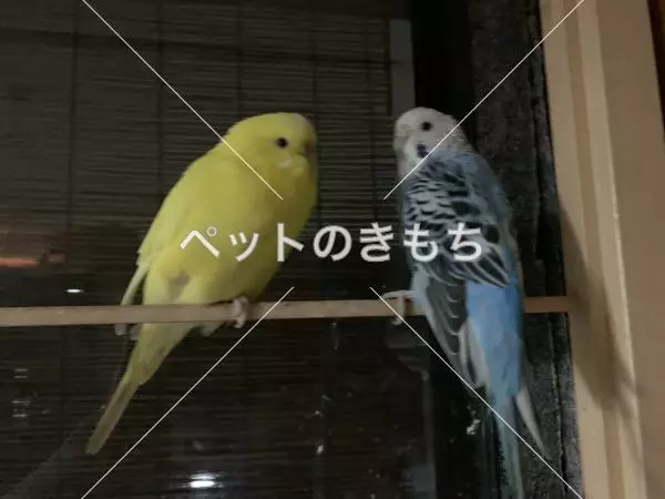 迷子鳥の画像