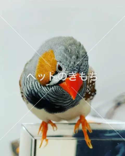 迷子鳥の画像