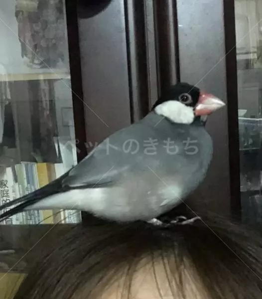 迷子鳥の画像