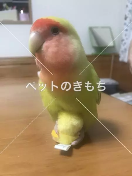迷子鳥の画像