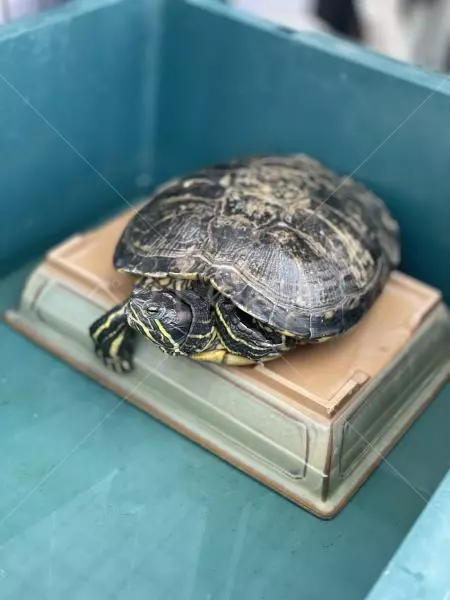 迷子ペットの画像