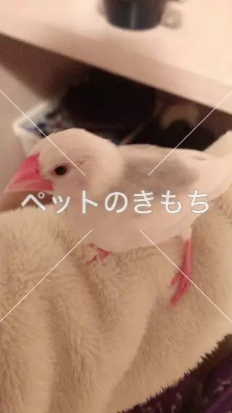 迷子鳥の画像