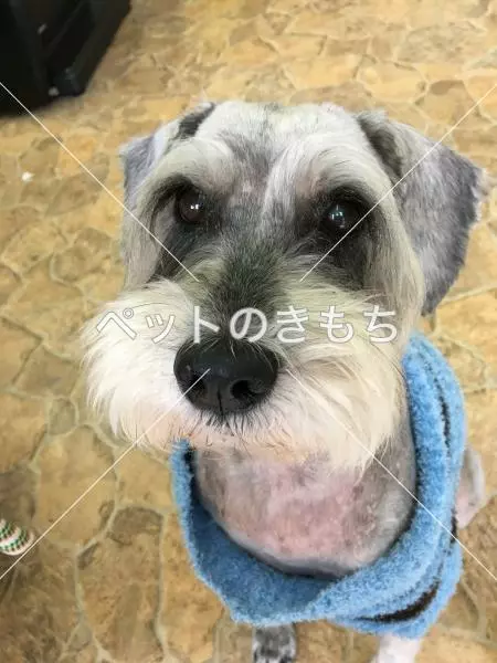 迷子犬の画像
