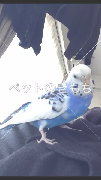 コメント投稿の画像