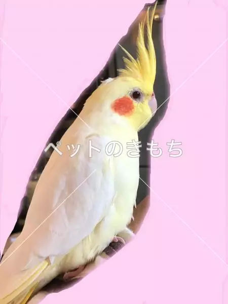 迷子鳥の画像