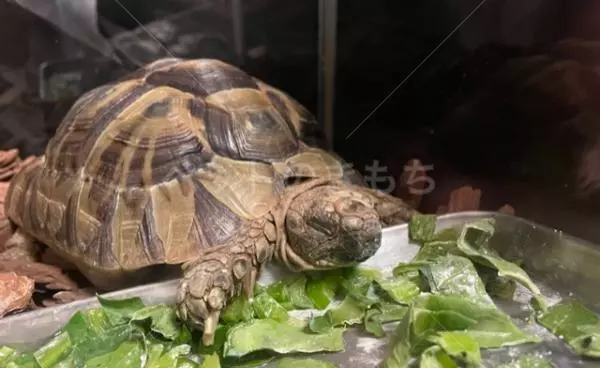 迷子ペットの画像