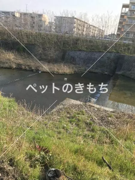 コメント投稿の画像