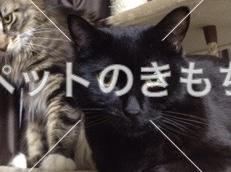迷い猫の写真