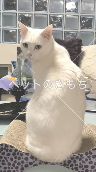 迷子猫の画像