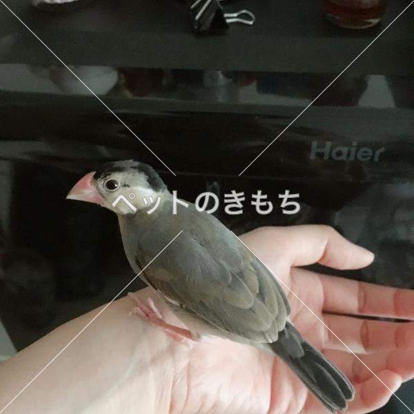 迷子鳥の画像