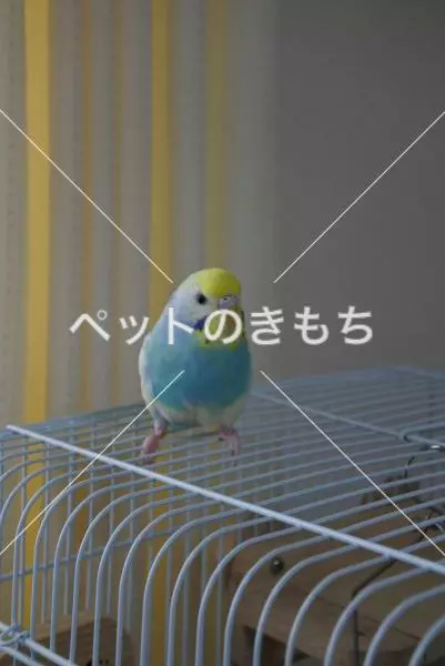 コメント投稿の画像