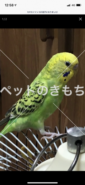 迷子鳥の画像