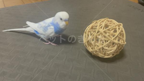 迷子鳥の画像