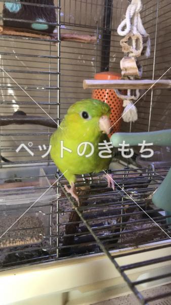 迷い鳥の写真