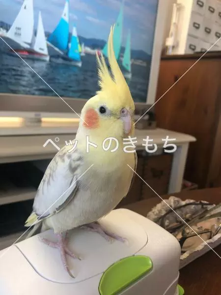 迷子鳥の画像
