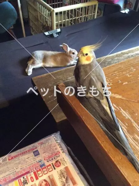 迷子鳥の画像