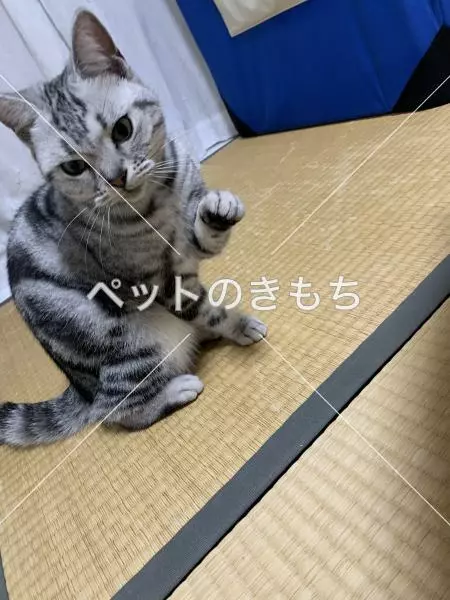 迷子猫の画像
