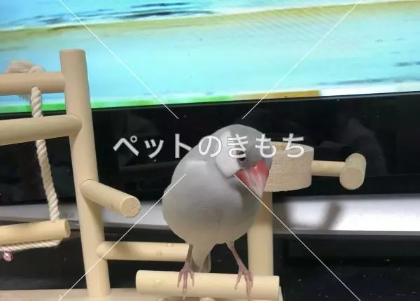 迷子鳥の画像