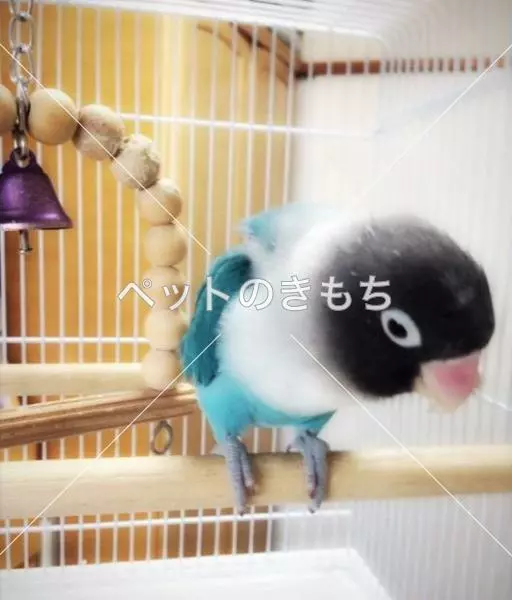 迷子鳥の画像