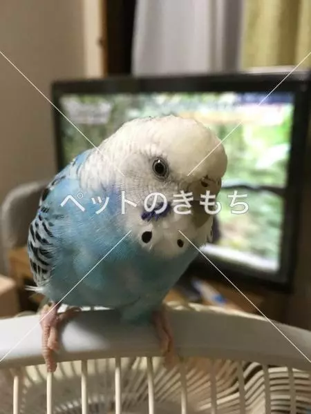 迷子鳥の画像
