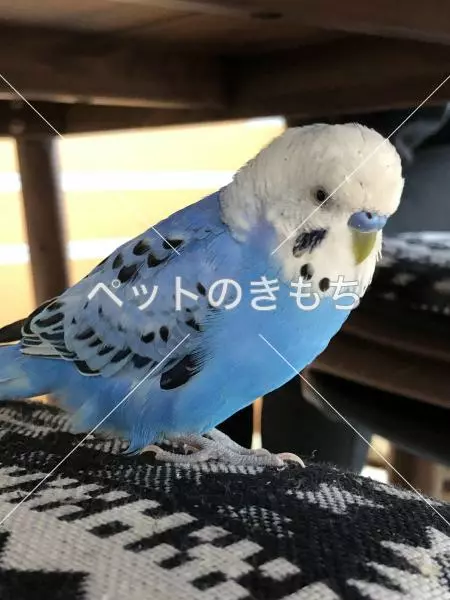 迷子鳥の画像