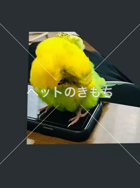 迷子鳥の画像