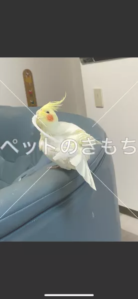 迷子鳥の画像