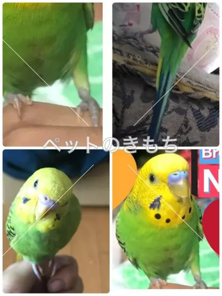 迷子鳥の画像