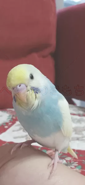 迷子鳥の画像