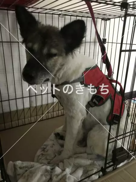 コメント投稿の画像