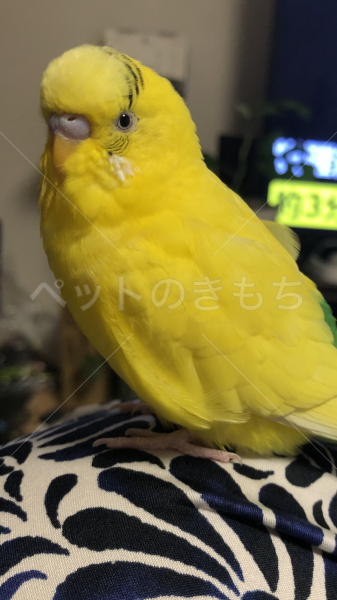 迷子鳥の画像