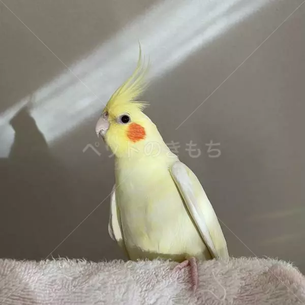 迷子鳥の画像