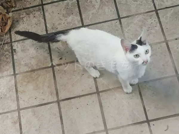 迷子猫の画像