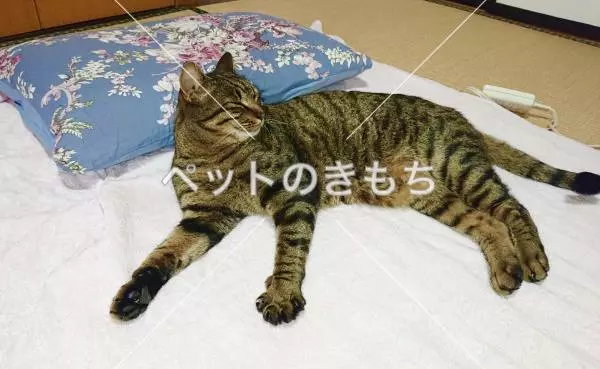 迷子猫の画像