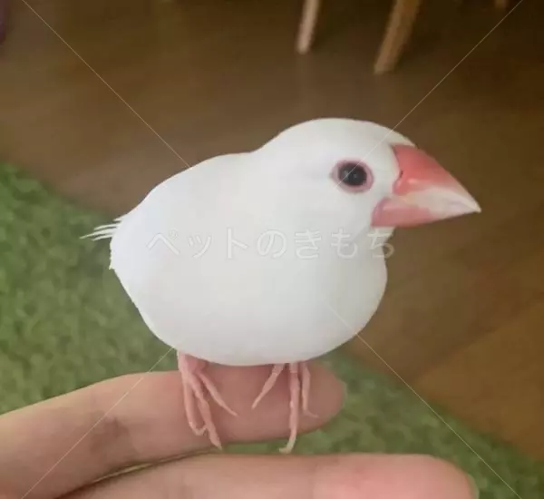 迷子鳥の画像