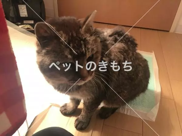 保護猫の画像